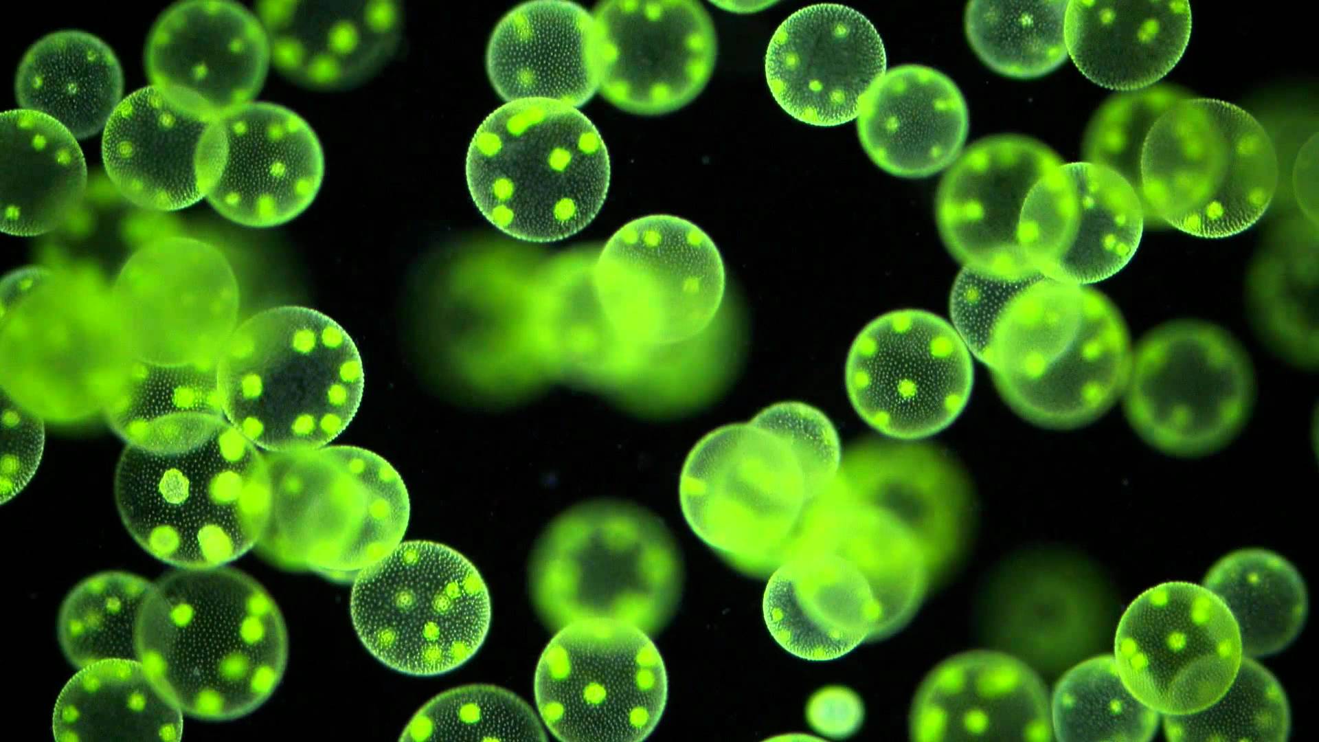 Green algae cells on black background